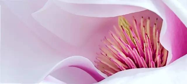 Photoshop快速矫正偏黄色的花朵静物照片,PS教程,