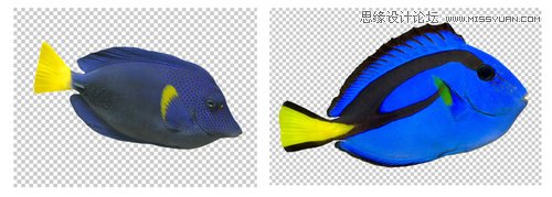 Photoshop合成可爱健忘的Dory小鱼效果