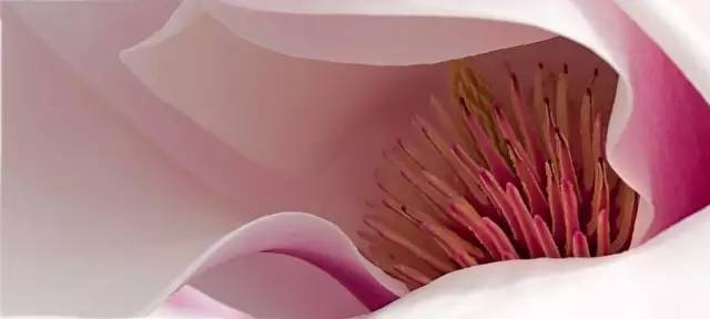 photoshop快速矫正偏黄色的花朵静物照片,PS教程,